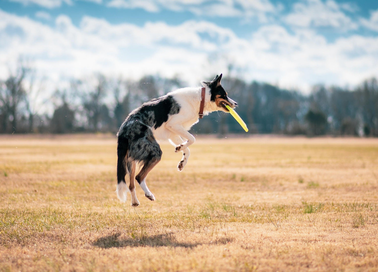 Active Paws