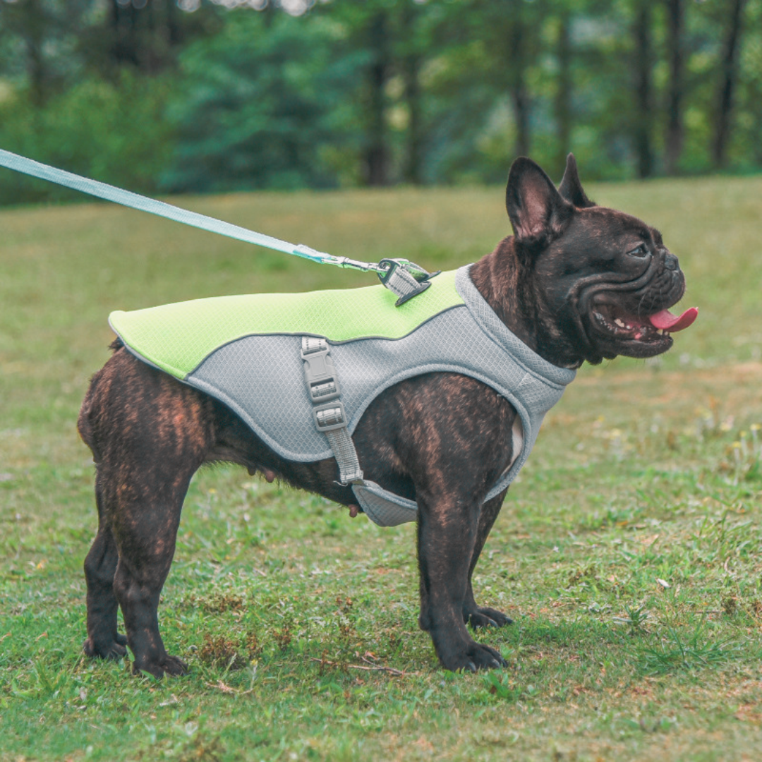 ChillPaws Cooling Vest – Keep Your Dog Cool & Comfortable!